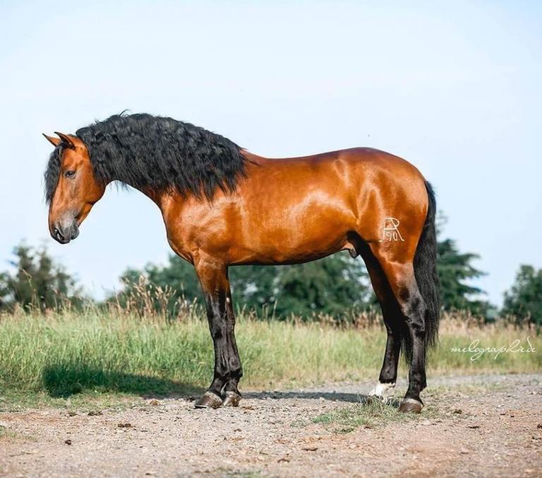 Mustang Pferde Bilder Für Whatsapp