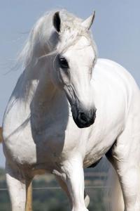 Nilpferd Bilder Kostenlos Herunterladen 200x300 - Pferd &#038; Pony