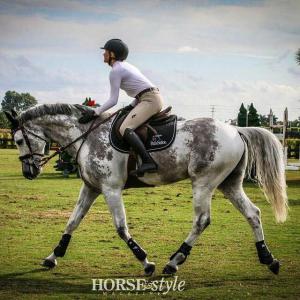 Norweger Pferde Bilder Kostenlos Herunterladen 300x300 - Pferde Anzeigen