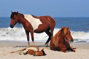 Notruf Bilder 300x198 - Mustang Bilder Pferd Kostenlos Herunterladen