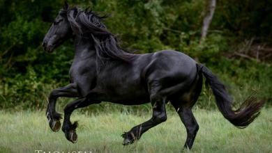 Bild von Ostwind Bilder Pferd