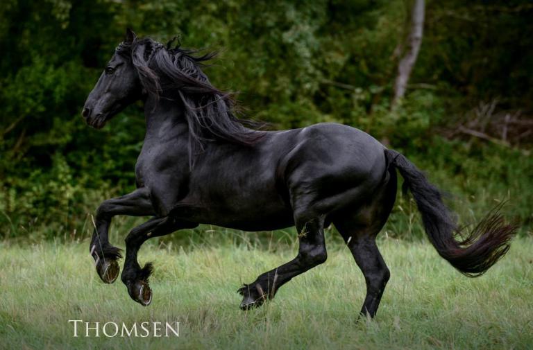 Ostwind Bilder Pferd