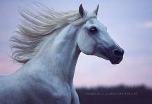 Bild von Percheron Pferde Bilder fürs handy