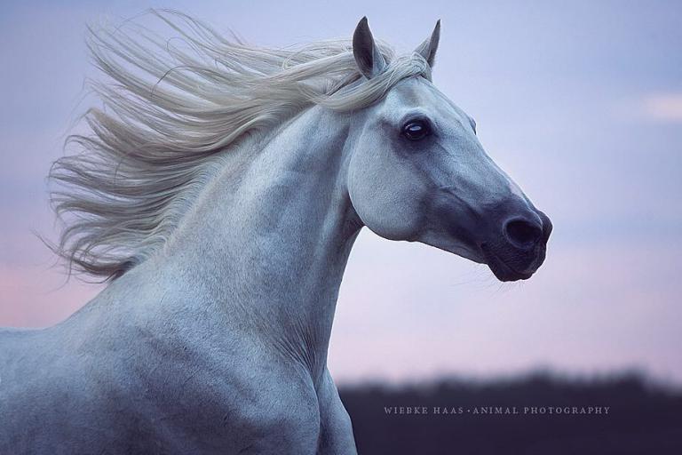 Percheron Pferde Bilder