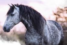 Bild von Percheron Pferde Bilder Für Facebook bilder fürs handy