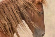Bild von Percheron Pferde Bilder Für Whatsapp bilder fürs handy