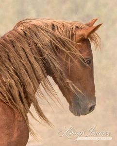 Percheron Pferde Bilder Für Whatsapp