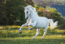 Bild von Percheron Pferde Bilder Kostenlos Herunterladen bilder fürs handy