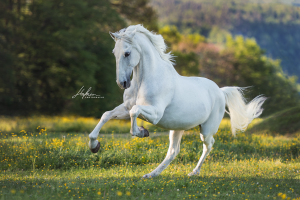 Percheron Pferde Bilder Kostenlos Herunterladen 300x200 - Pferde Profilbilder