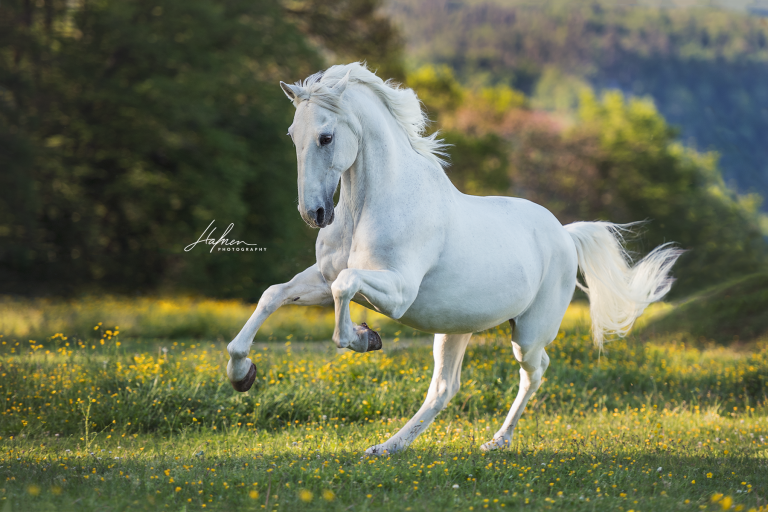 Percheron Pferde Bilder Kostenlos Herunterladen