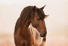 Bild von Pferd Friese Für Facebook bilder fürs handy