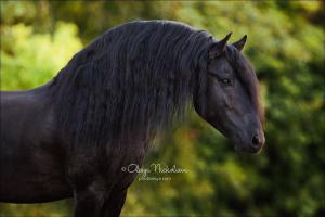 Pferd Gesucht Für Facebook 300x200 - Falbes Pferd Kaufen Kostenlos Herunterladen