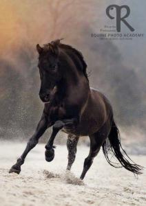 Pferd Gesucht Kostenlos Herunterladen 212x300 - Wilde Pferde Bilder Für Facebook