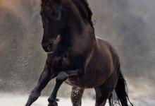 Bild von Pferd Gesucht Kostenlos Herunterladen bilder fürs handy