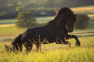 Pferd International Kostenlos Herunterladen 300x200 - Hintergrundbilder Von Pferden Für Whatsapp