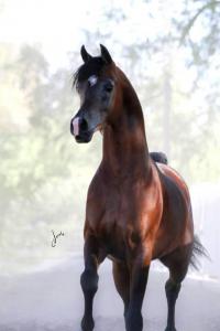 Pferd Kaufen Bonn 200x300 - Bild Schaf Für Facebook