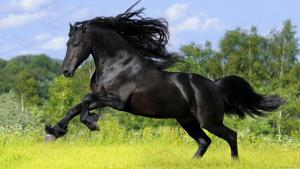 Pferd Kaufen Bonn Kostenlos Herunterladen 300x169 - Spanische Pferde Für Facebook