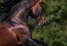 Bild von Pferd Kaufen Heilbronn bilder fürs handy