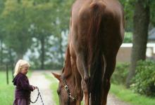 Bild von Pferd Kaufen Köln bilder fürs handy