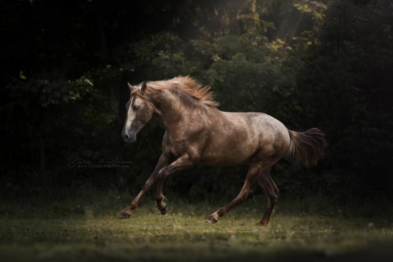 Pferd Kaufen Niedersachsen
