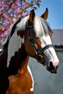 Pferd Kaufen Niedersachsen Kostenlos Herunterladen 201x300 - Zeig Mir Pferde Bilder Für Facebook