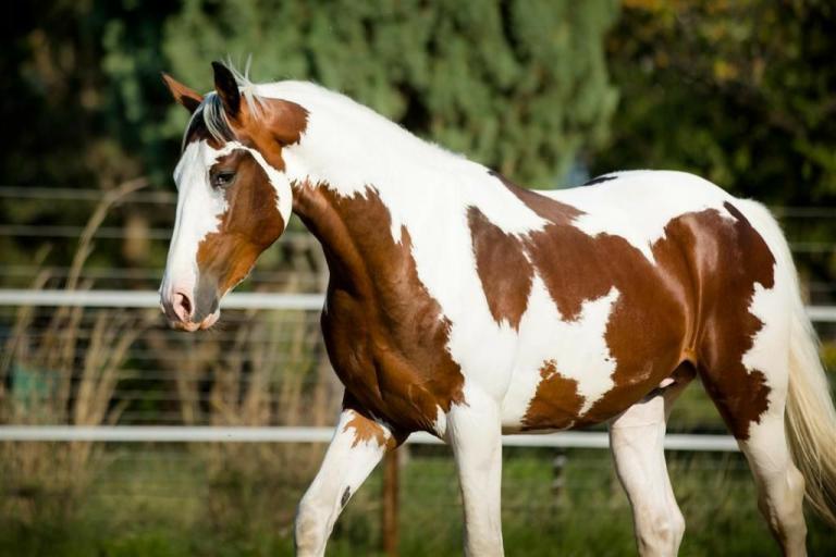 Pferd Kaufen Schweiz Kostenlos Herunterladen