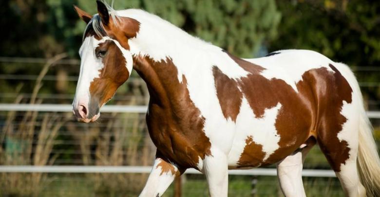 Pferd Kaufen Schweiz Kostenlos Herunterladen Bilder Und Spruche Fur Whatsapp Und Facebook Kostenlos