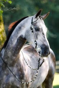 Pferd Kaufen Wo 200x300 - Pferde Aktuell Für Facebook