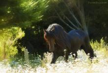 Bild von Pferd & Pony bilder fürs handy