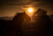 Bild von Pferd Pony bilder fürs handy