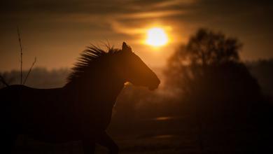 Bild von Pferd Pony