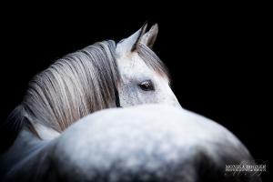 Pferd Pony Für Facebook 1 300x200 - Schöne Bilder Pferde Für Whatsapp