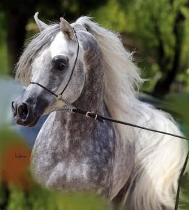 Pferd Pony Für Facebook 271x300 - Hannoveraner
