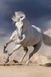 Pferd Pony Für Whatsapp 1 200x300 - Bilder Teufel