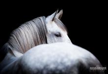 Bild von Pferd & Pony Für Facebook bilder fürs handy