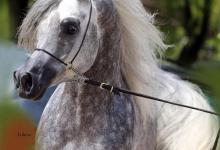 Bild von Pferd Pony Für Facebook bilder fürs handy