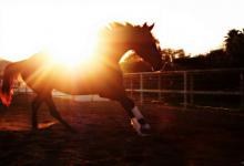 Bild von Pferd Pony Für Whatsapp bilder fürs handy