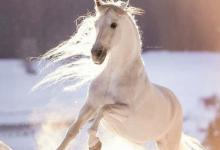 Bild von Pferd & Pony Kostenlos Herunterladen bilder fürs handy