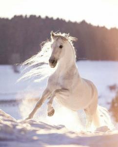 Pferd Pony Kostenlos Herunterladen 1 242x300 - Echte Pferde Bilder