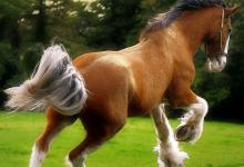 Bild von Pferd Pony Kostenlos Herunterladen bilder fürs handy
