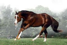 Bild von Pferd Reiten bilder fürs handy
