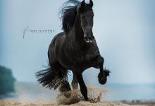 Bild von Pferd Reiten Für Facebook bilder fürs handy
