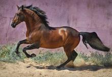 Bild von Pferd Reiten Kostenlos Downloaden bilder fürs handy