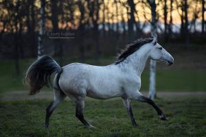 Pferd Und Pferd Für Facebook 300x200 - Die Schönsten Pferde Bilder Für Whatsapp