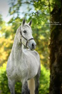 Pferd Und Pferd Für Whatsapp 200x300 - Hintergrundbilder Kostenlos Pferde Kostenlos Herunterladen