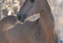 Bild von Pferd Und Sport bilder fürs handy