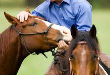 Bild von Pferd Und Sport Für Facebook bilder fürs handy
