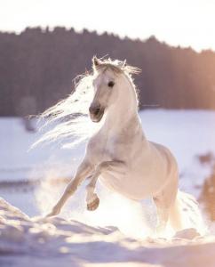 Pferd Zu Verkaufen Niedersachsen Für Facebook 242x300 - Die Schönsten Pferdebilder