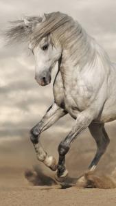 Pferd Zu Verkaufen Niedersachsen Für Whatsapp 169x300 - Pferd Pony Für Facebook