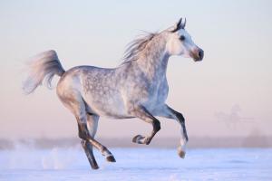 Pferde Aktuell Kostenlos Herunterladen 300x200 - Die Pferde Für Facebook